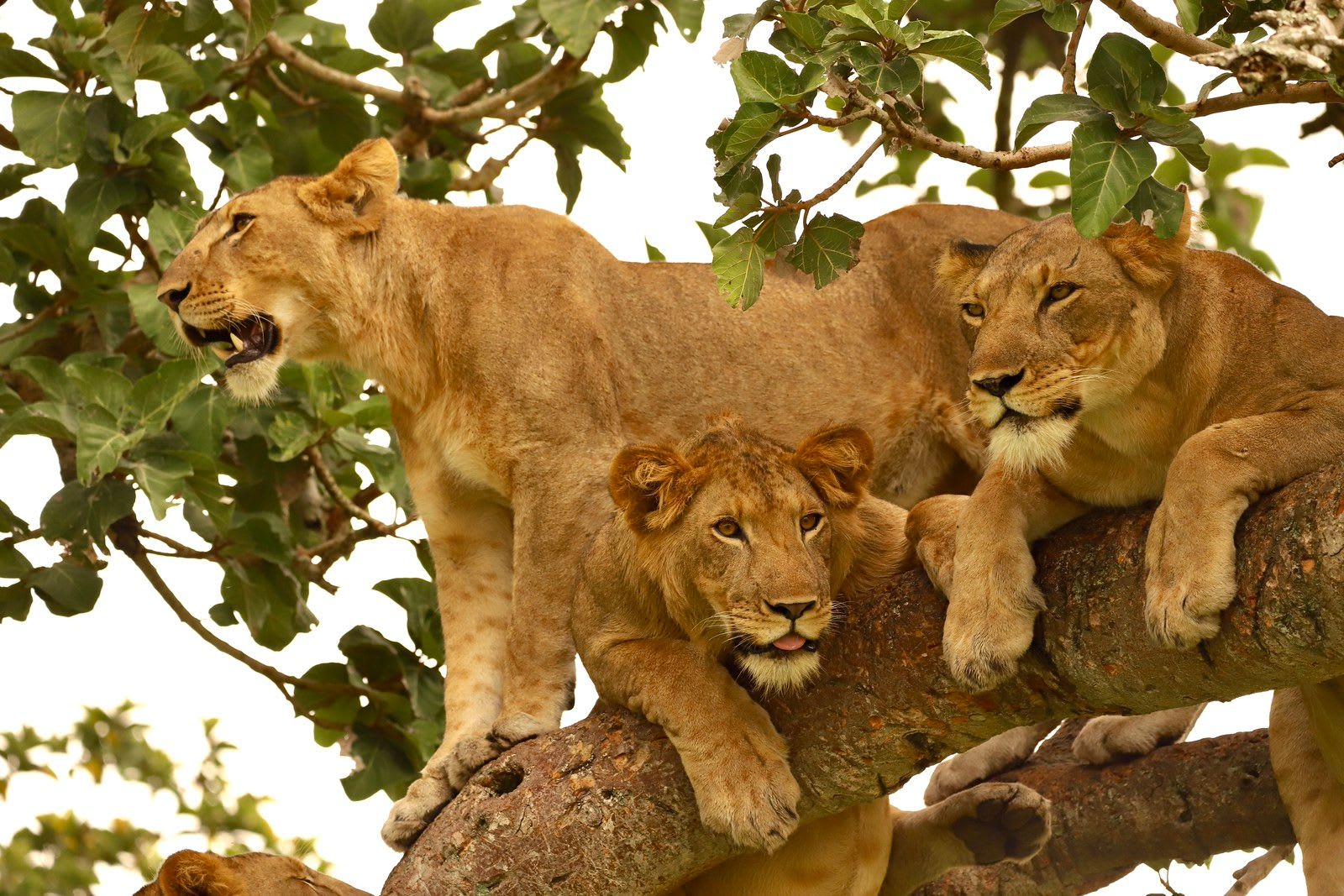 Lion13