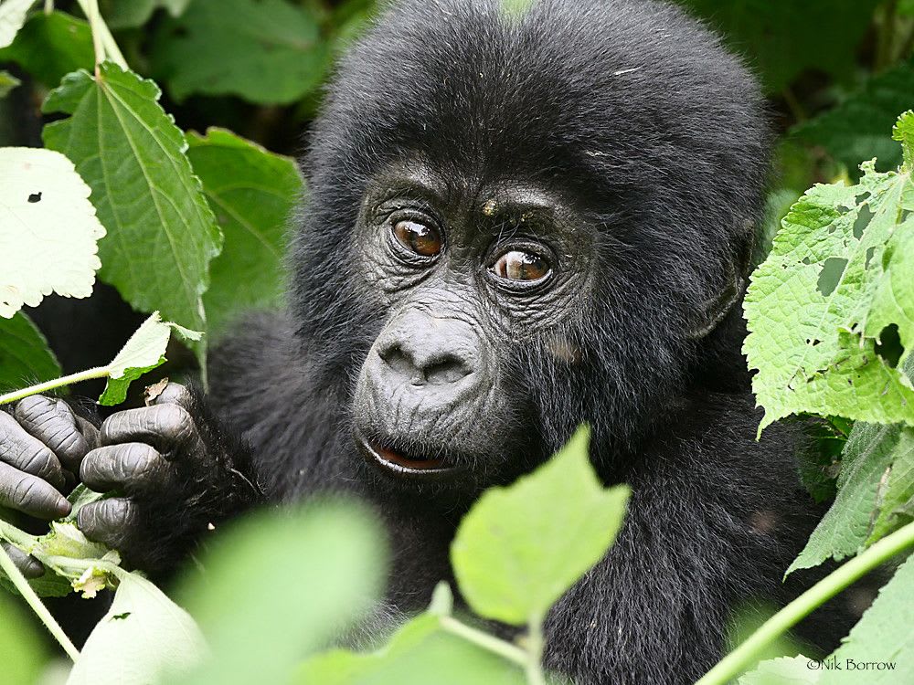 Eastern gorilla 2