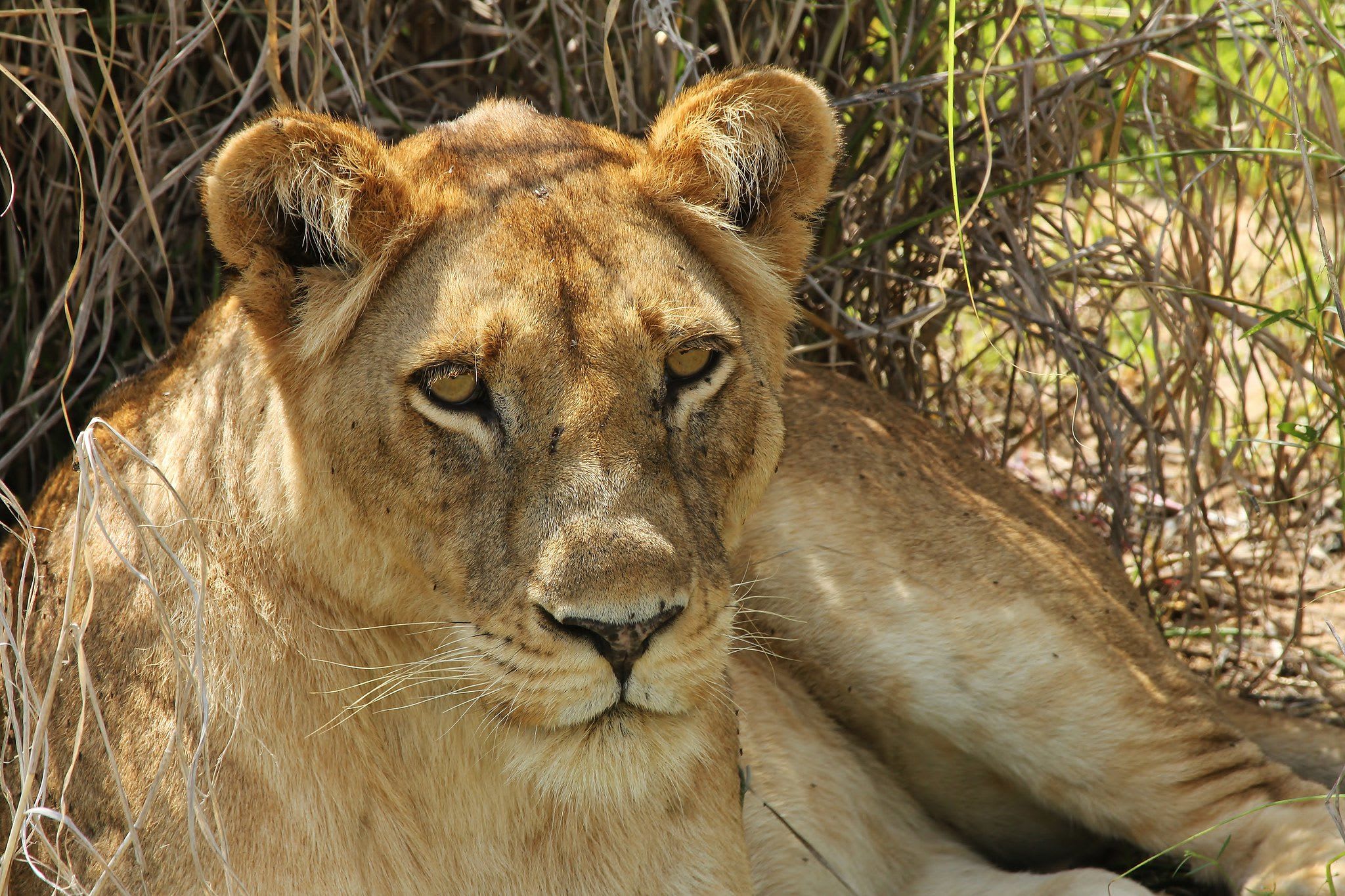 Lion8