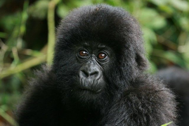 Gorillas of rwanda