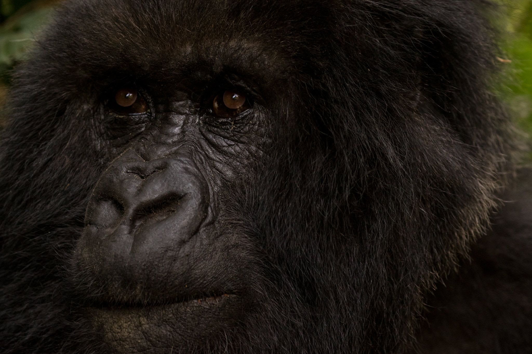 Rwanda gorilla