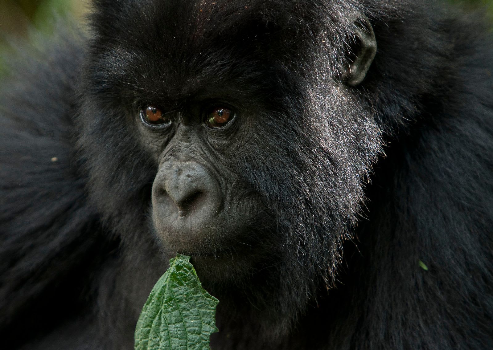Rwanda gorilla 1