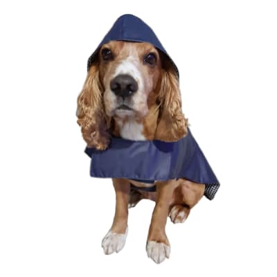 Impermeable gabardina color azul