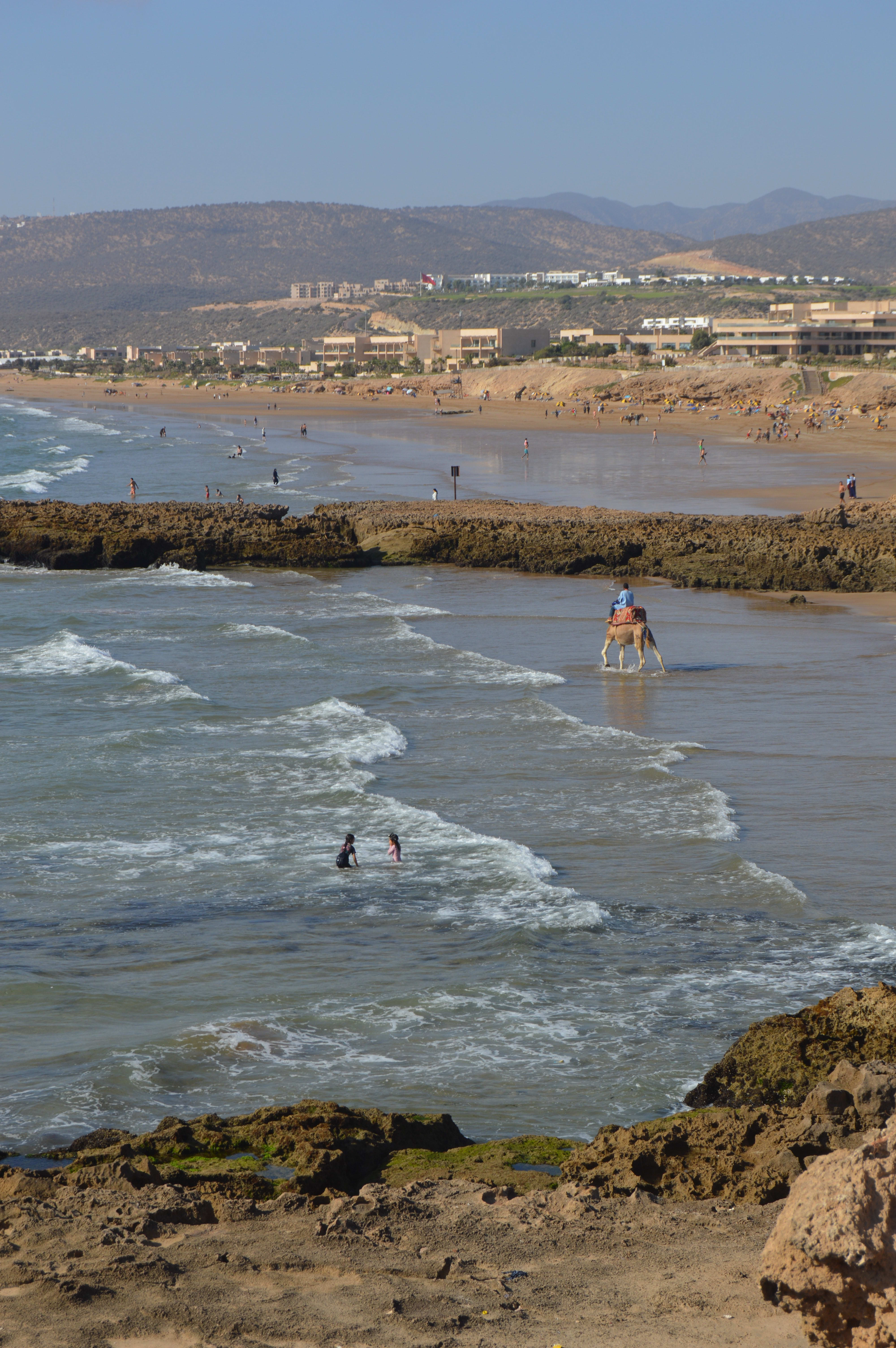 Vista aérea de la playa de Taghazout - Camello caminando por la orilla con surfistas