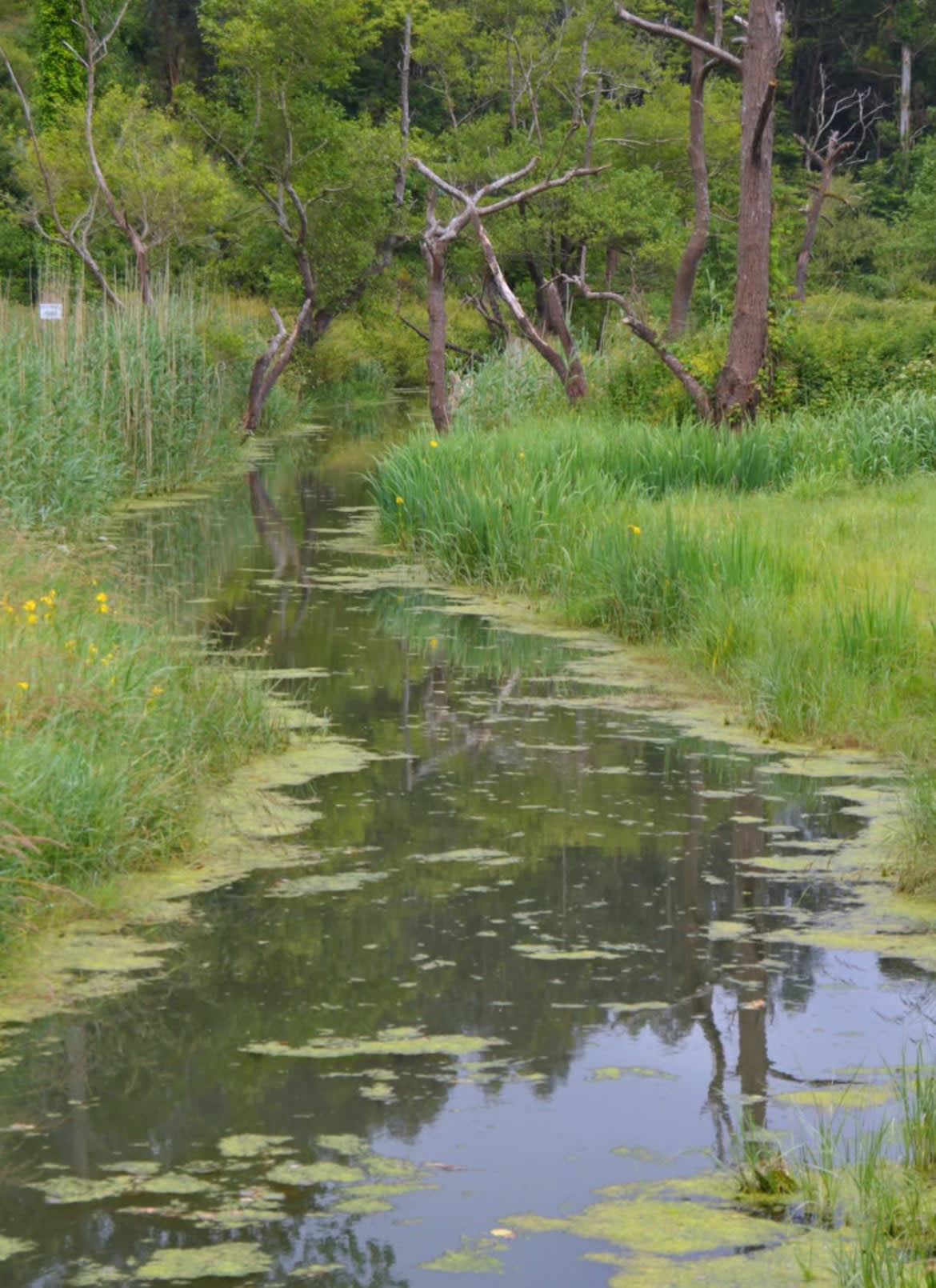 Naturaleza en Comillas, con campo verde y árboles