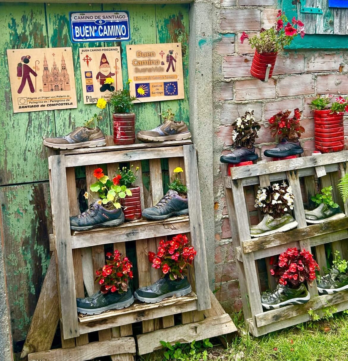 Zapatillas viejas del Camino de Santiago con plantas, en Ribasido