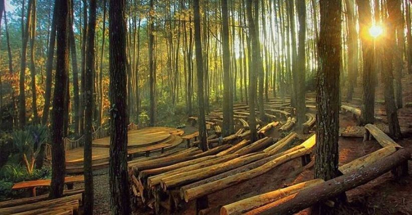 Hutan Pinus Mangunan Dlingo