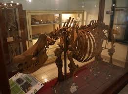 Museum of Biology UGM