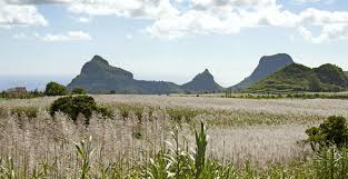 Cane Gardens Gendhu