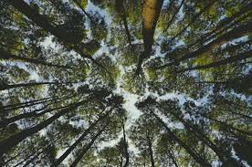Hutan Cemara Sembung