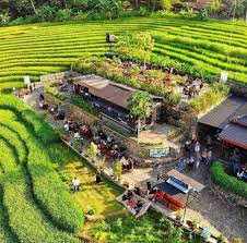 Nanggulan Rice Terrace, Watumurah, Pendowoharjo
