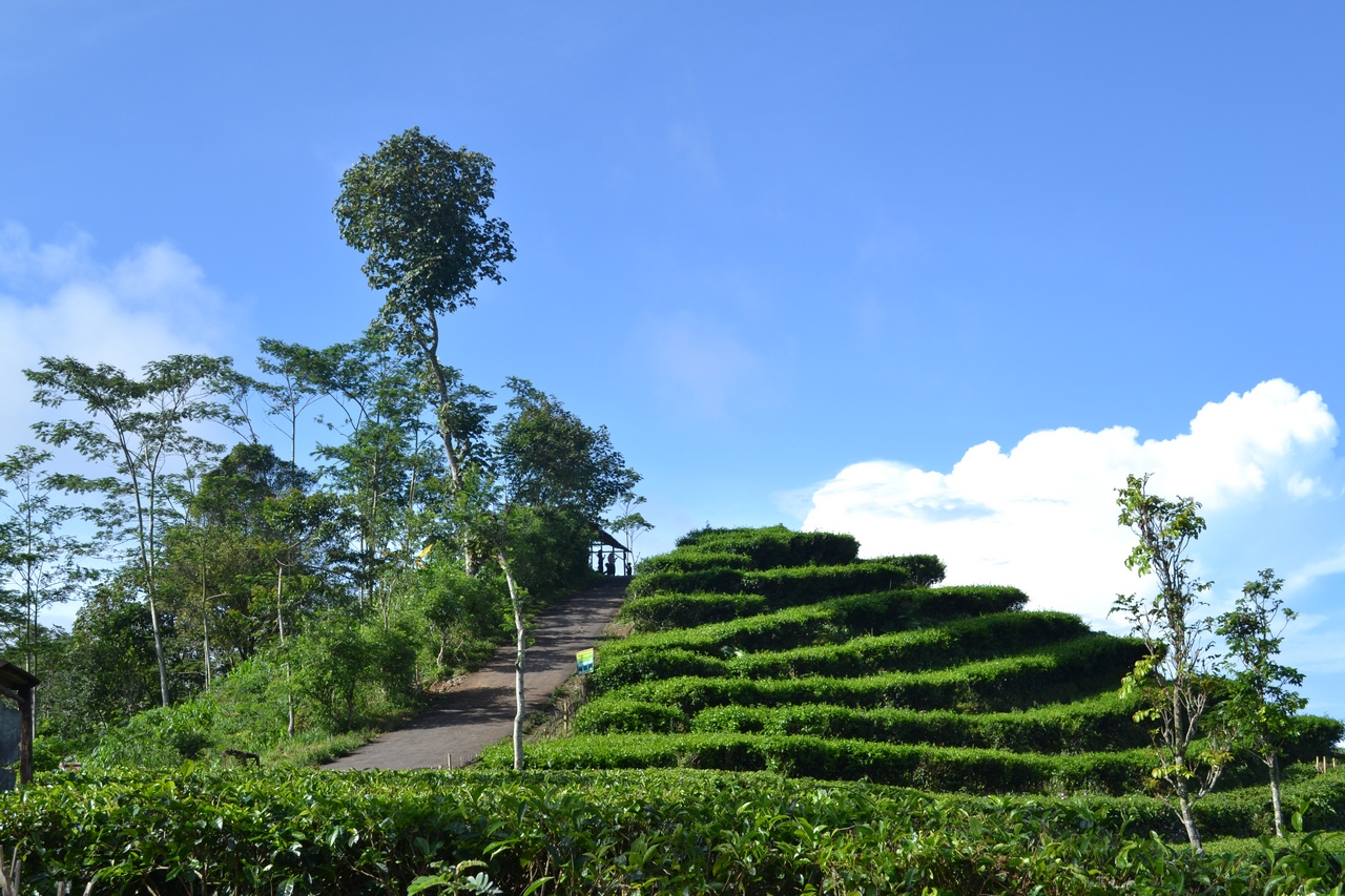 Kebun Teh Nglinggo