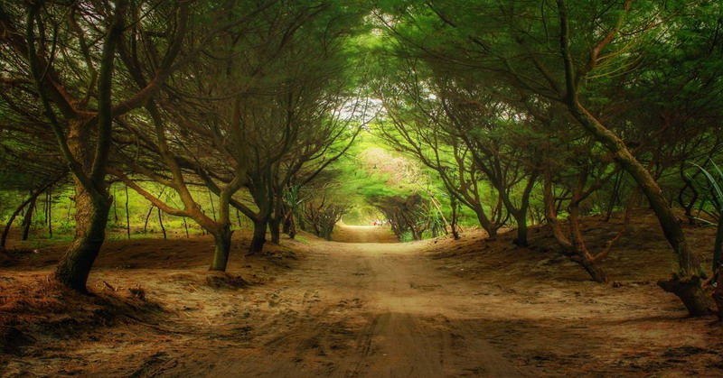Pantai Cemara Sewu Bantul Yogyakarta