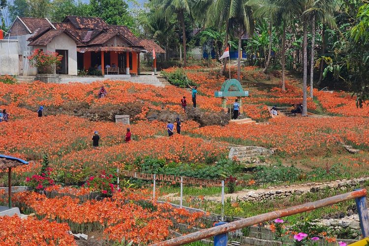 Taman Bunga Amarilis