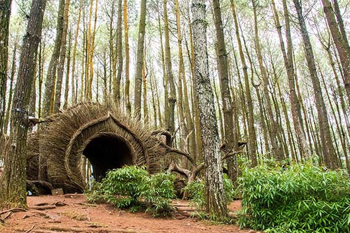 Pinus pengger Yogyakarta