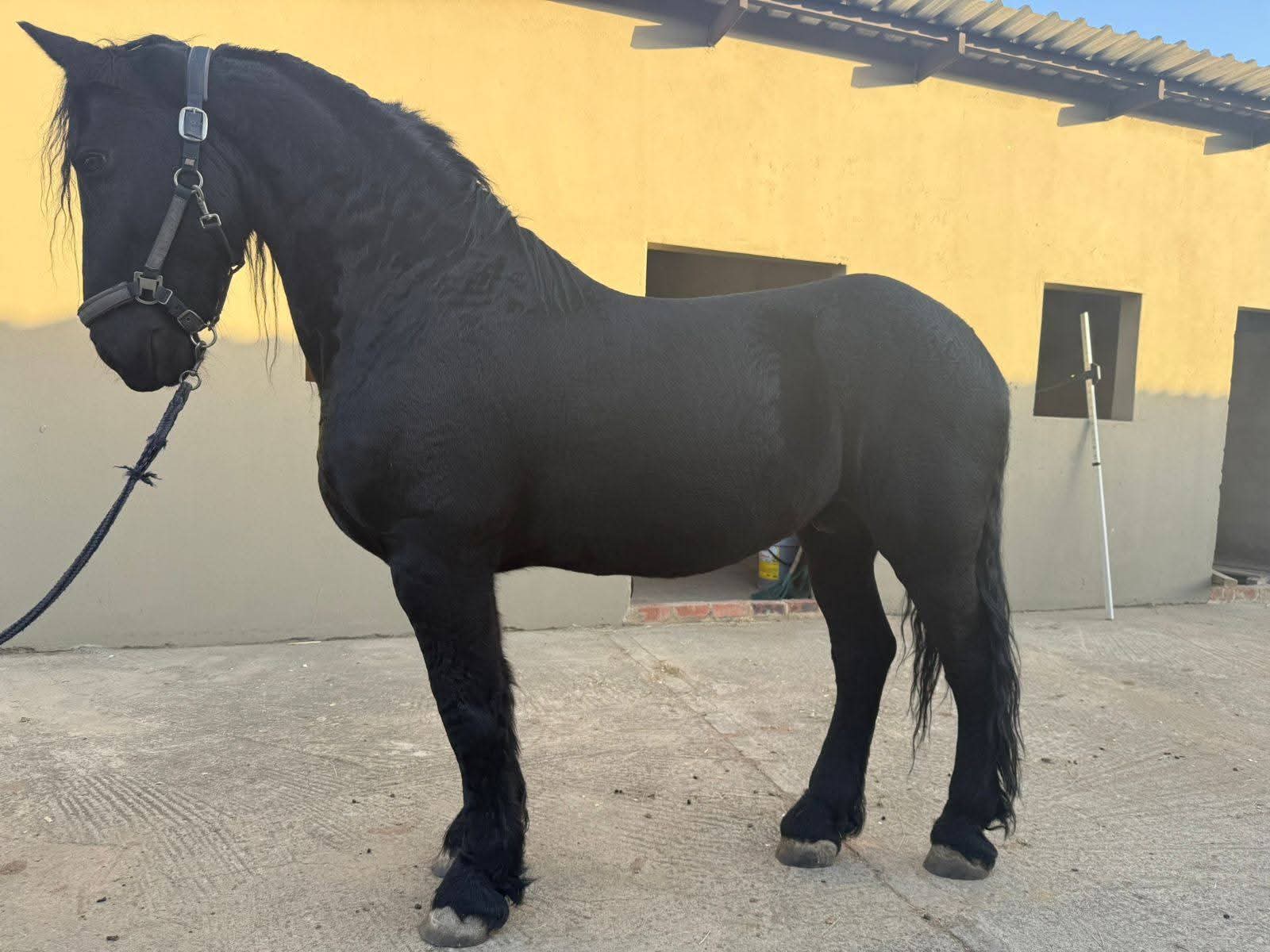 Obsidian Star extra