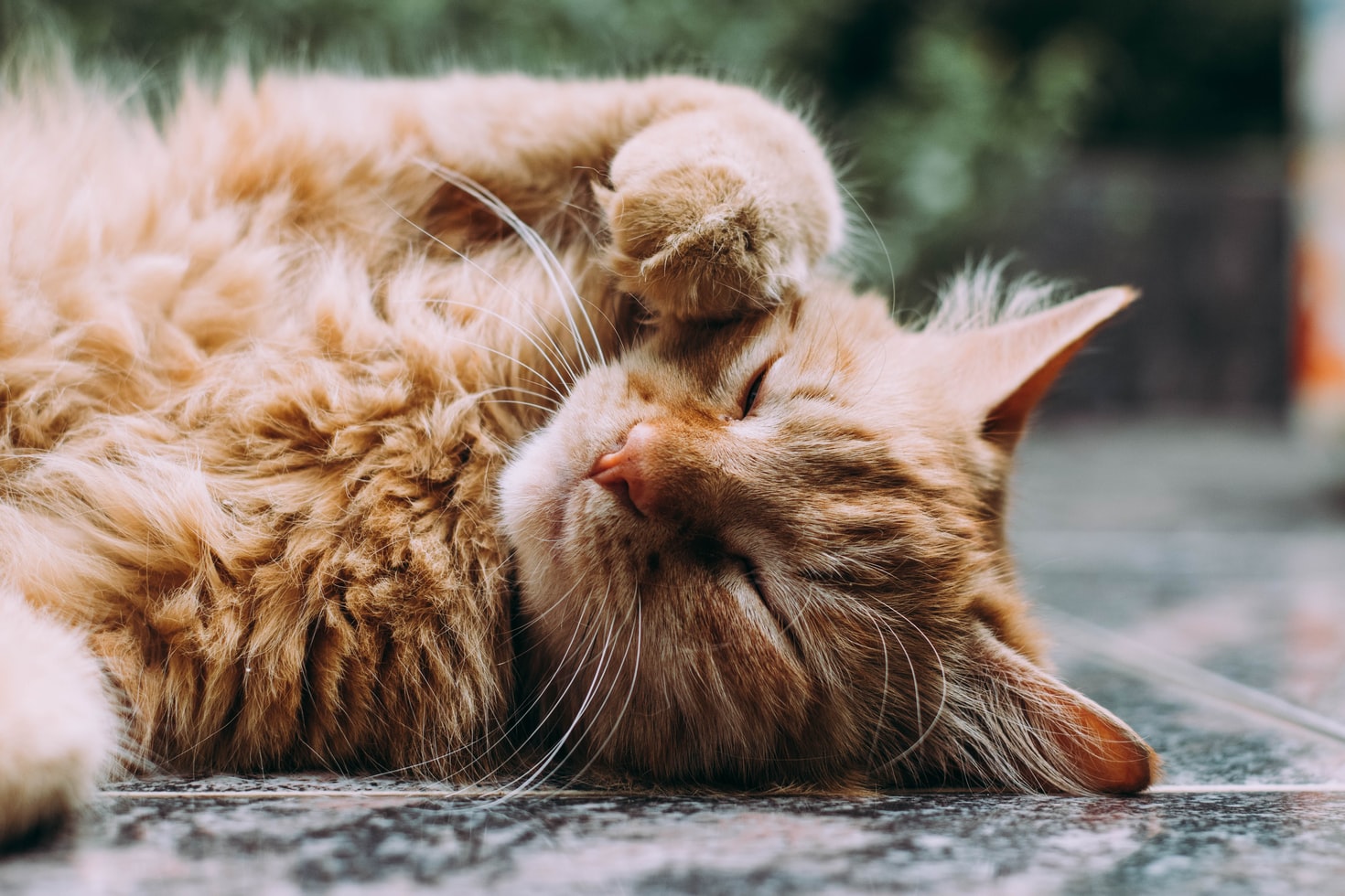 pet_image