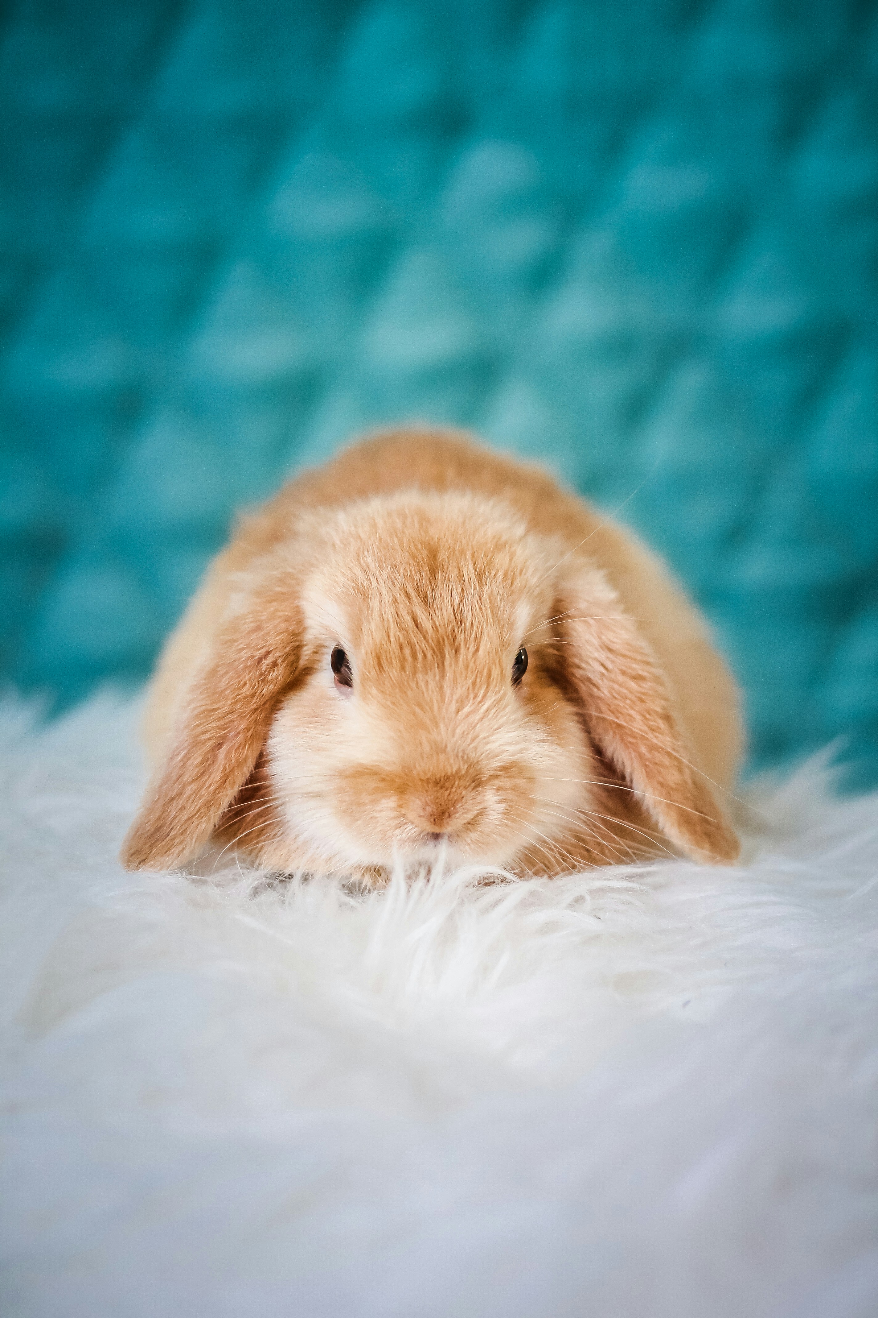 pet_image