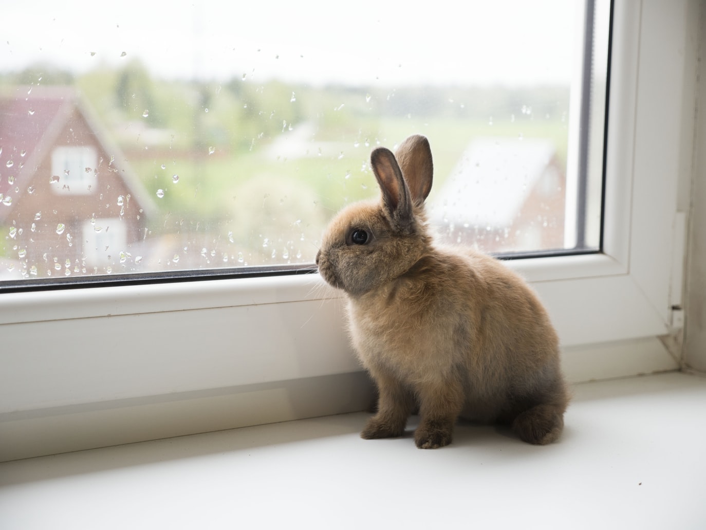 pet_image