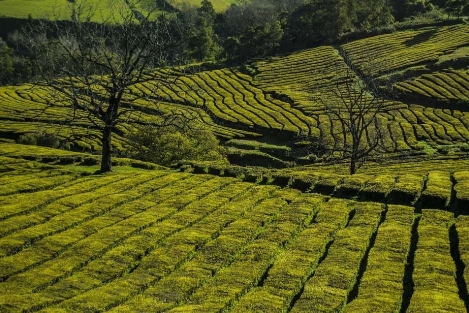 Plantation de thé, Açores