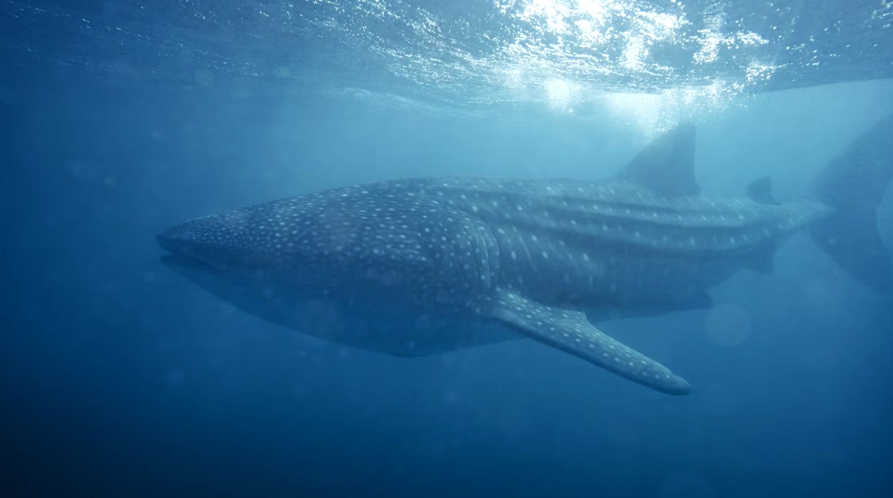 Requin-baleine.jpg