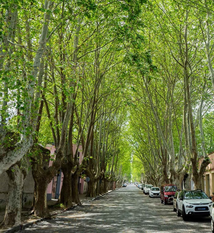 uruguay-colonia-del-sacramento-baumgesaumte-allee.jpg