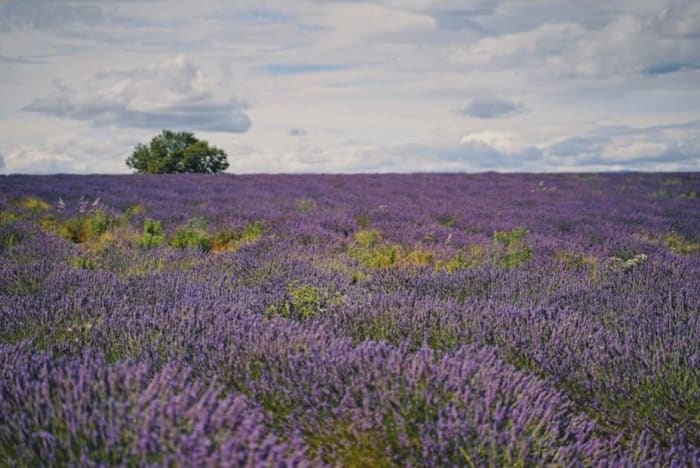Provence.jpg