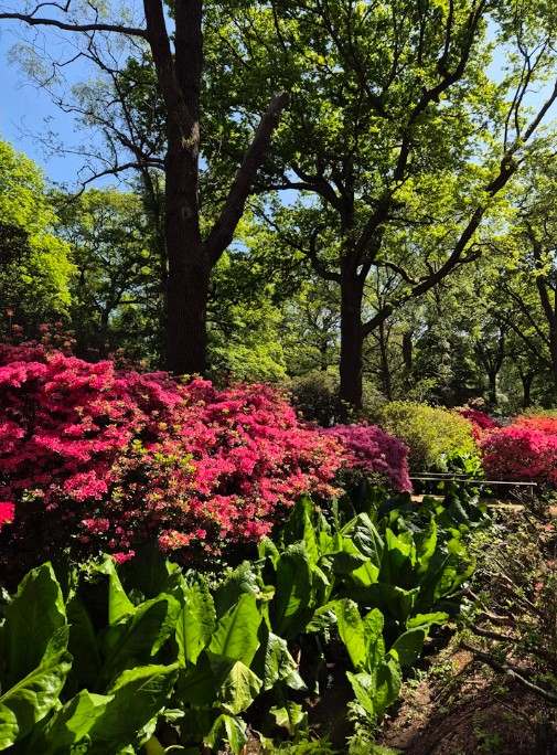 Isabella Plantation.jpg