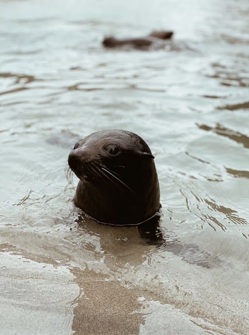 Wharariki Beach baby seal.jpg