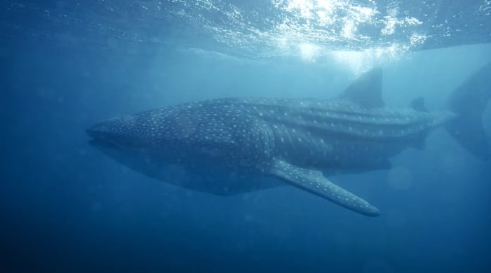Whale shark.jpg