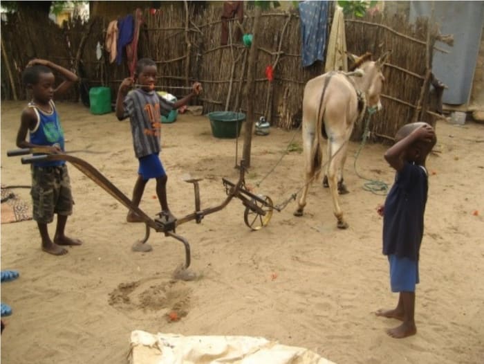 Charrue au Sénégal