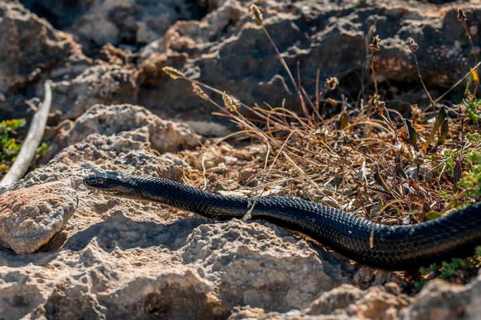 serpiente-peligrosa.jpg
