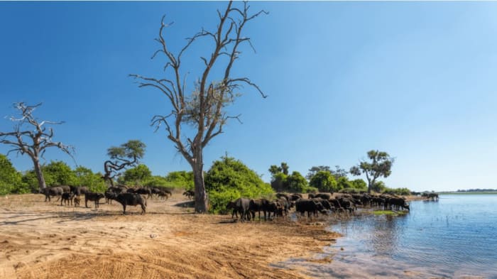 El Parque de Chobe