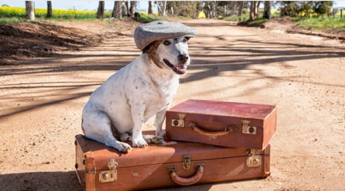 chien-assis-sur-une-valise.JPG
