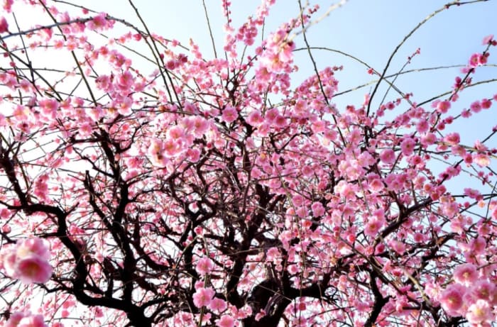 Cerisier japonais en fleur