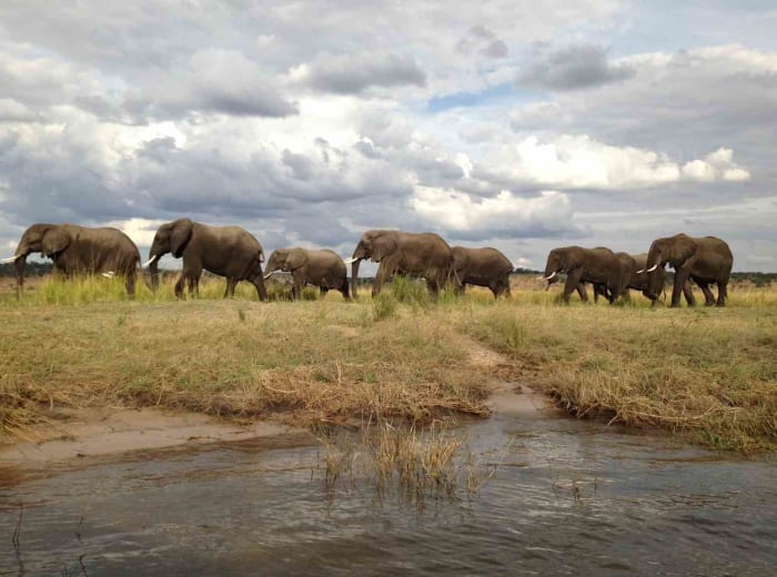 Eléphants sauvages.jpg