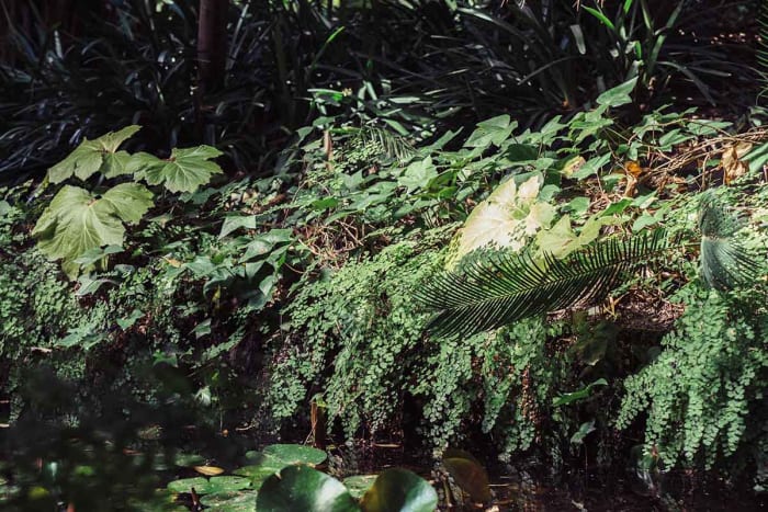 vegetacion-bosque.jpg