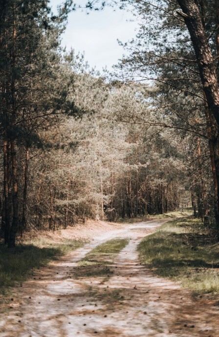 Hoge Veluwe National Park.jpg
