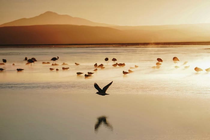 salar-de-uyuni-bolivia-aves-al-amanecer.jpg