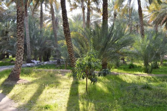 Date palms growing above a grassy plantation inside Al Ain Oasis..jpg