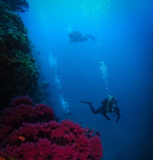 Diving in Dahab.jpg
