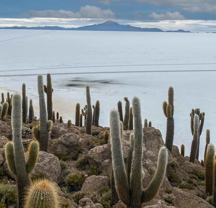 salar-de-uyuni-cactus.jpg