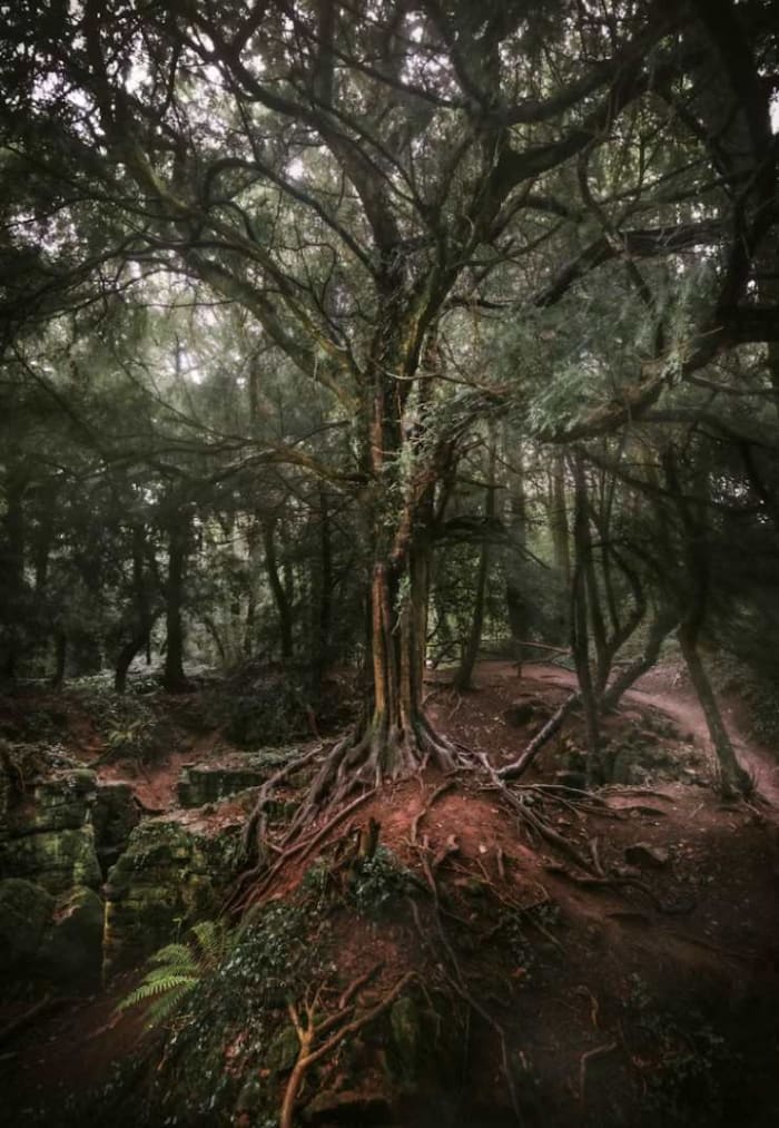 Puzzlewood, England.jpg