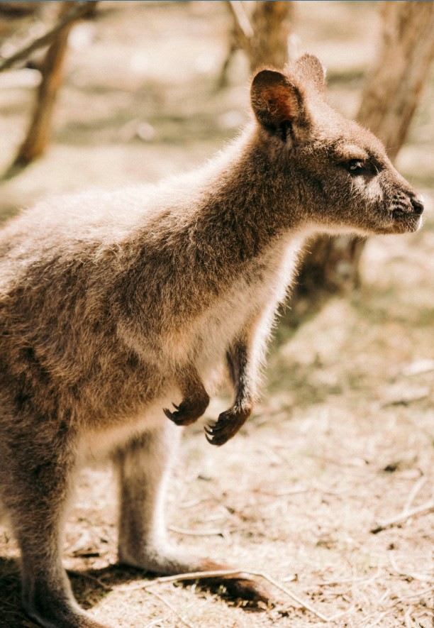 Wallaby.jpg