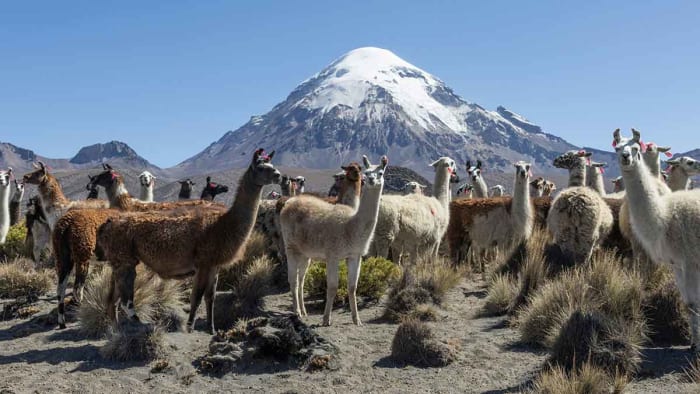 manada-de-llamas.jpg