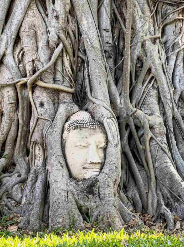 Buddha enraciné Ayutthaya.jpg
