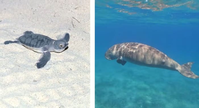 Turtle and dugong in Con Dao.jpg