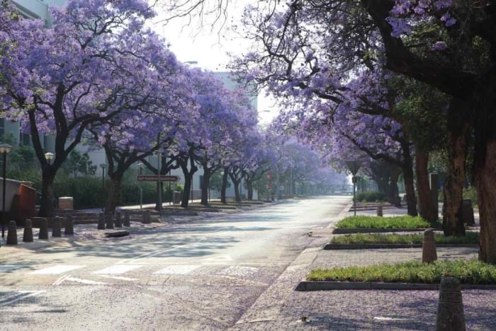 Pretoria jacarandas.jpg