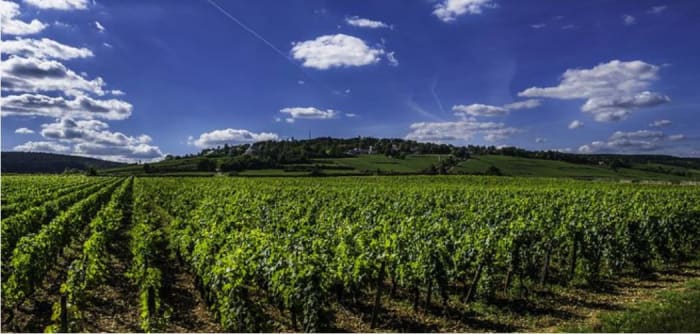 marsannay-la-cote.JPG