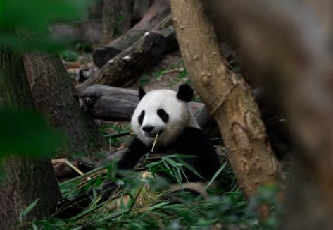 Panda géant.jpg